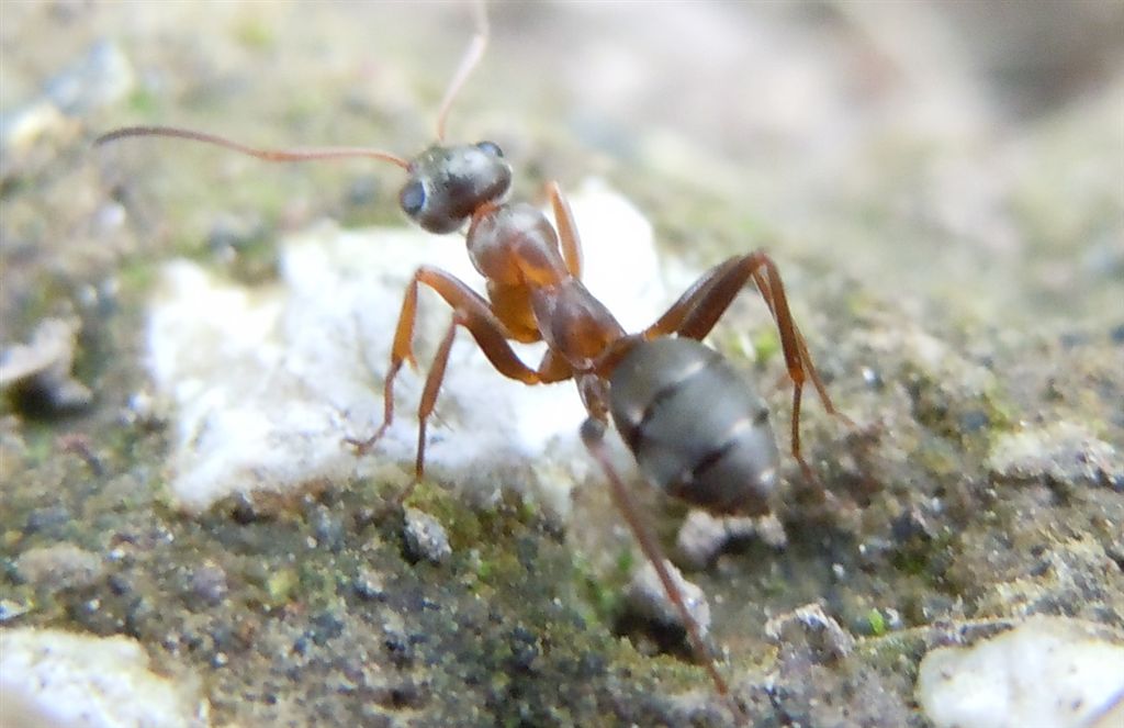 Formiche grandi: Formica clara